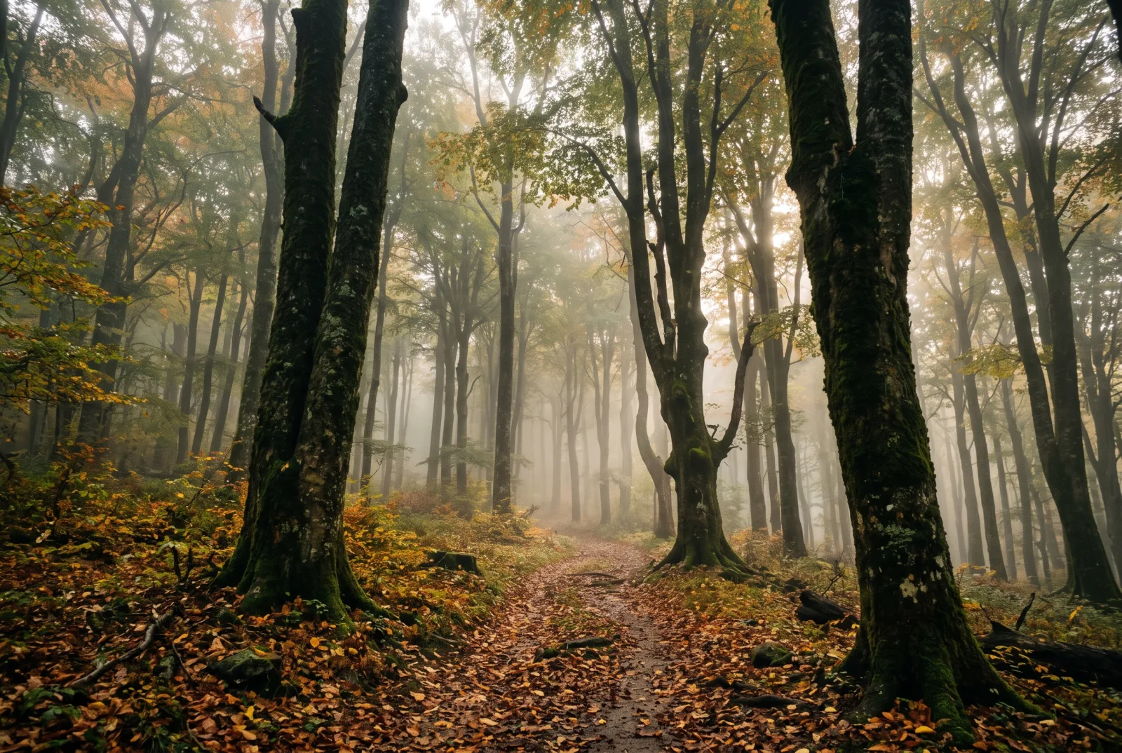 Il bosco dei Castelli Romani nella nebbia del mattino, sopra Rocca di Papa